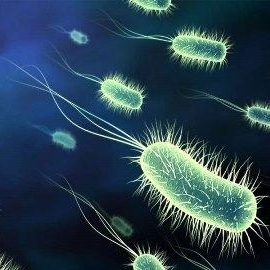 bakteri-ve-mikroorganizma